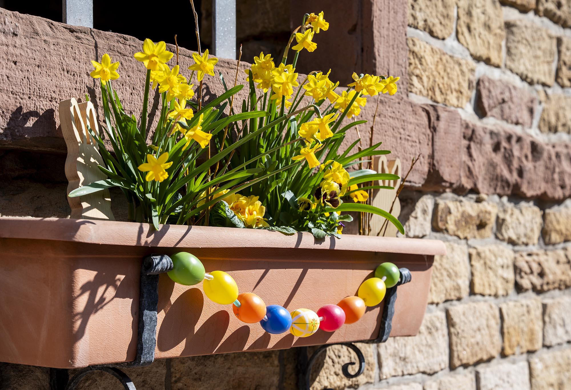 Blumenkasten mit gelben Narzissen und einer bunten Ostereiergirlande