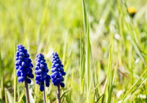 Auf einer grünen Wiese blühen blaue Traubenhyazinthen