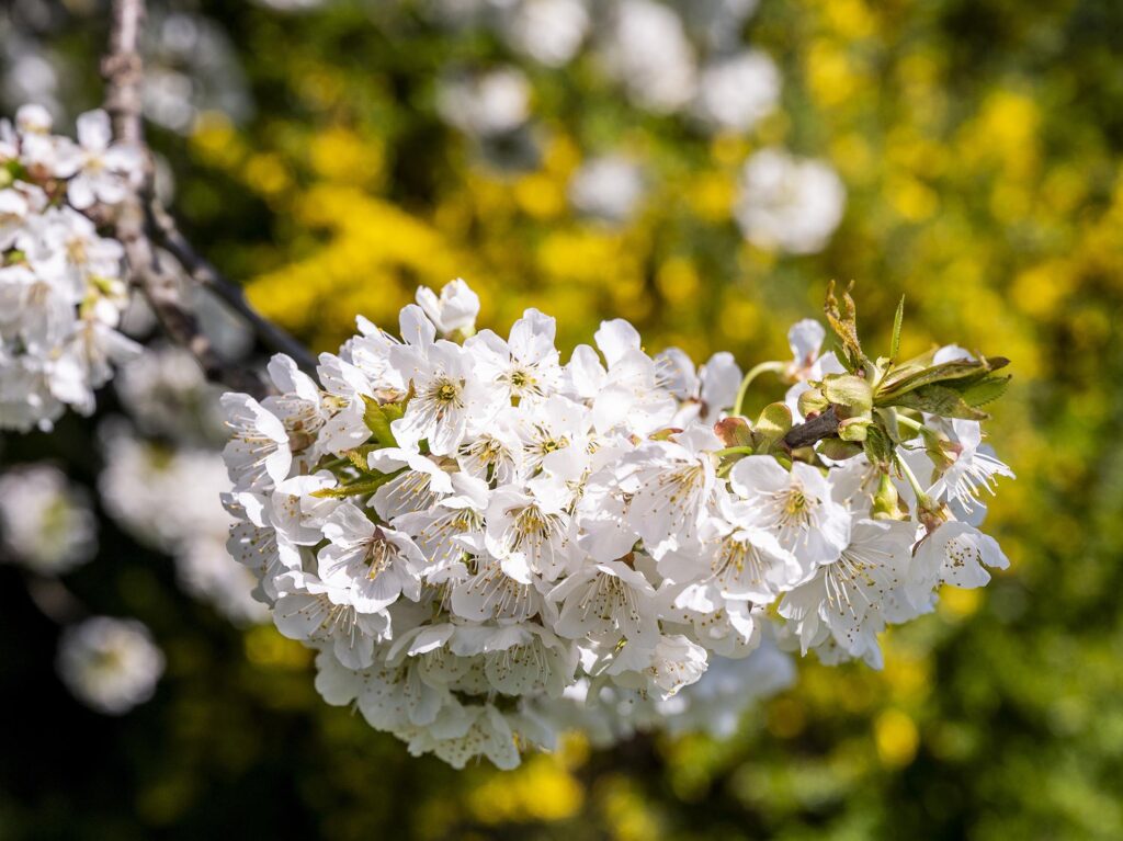 Weiße Blüten an einem Apfelbaum