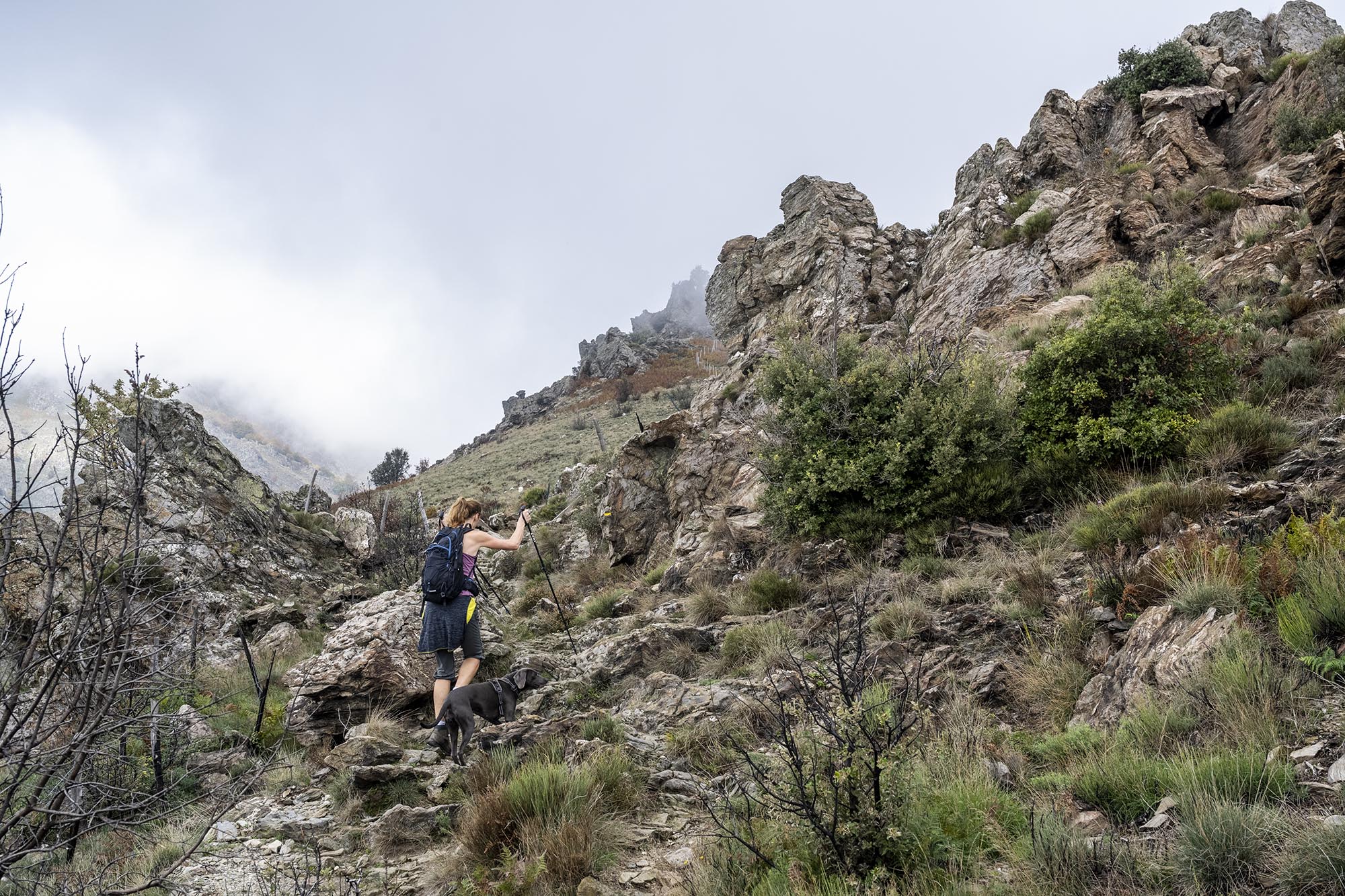 Eine Frau mit Wanderstöcken und Hund steigt auf dem Wanderweg "Sentier des 4000 Marches" (4000-Stufen-Pfad)nach oben zum Mont Aigoual in den Cevennen