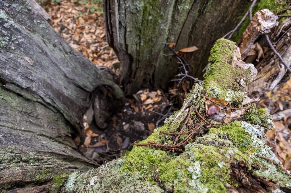 Blick in einen von Moos bewachsenen hohlen Baumstumpf
