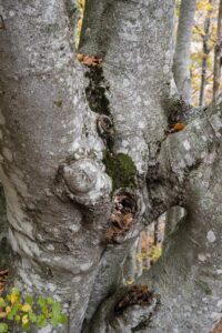 Verschlungen verwachsener graugefleckter Baumstamm mit Durchblick auf den Wald dahinter