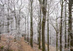 Winterwunderland im Wald. Zweige und Äste der Bäume mit einer Schicht Raureif bedeckt.