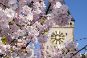 Großaufnahme der rosa Blüten mit Altpörtel verschwommen im Hintergrund