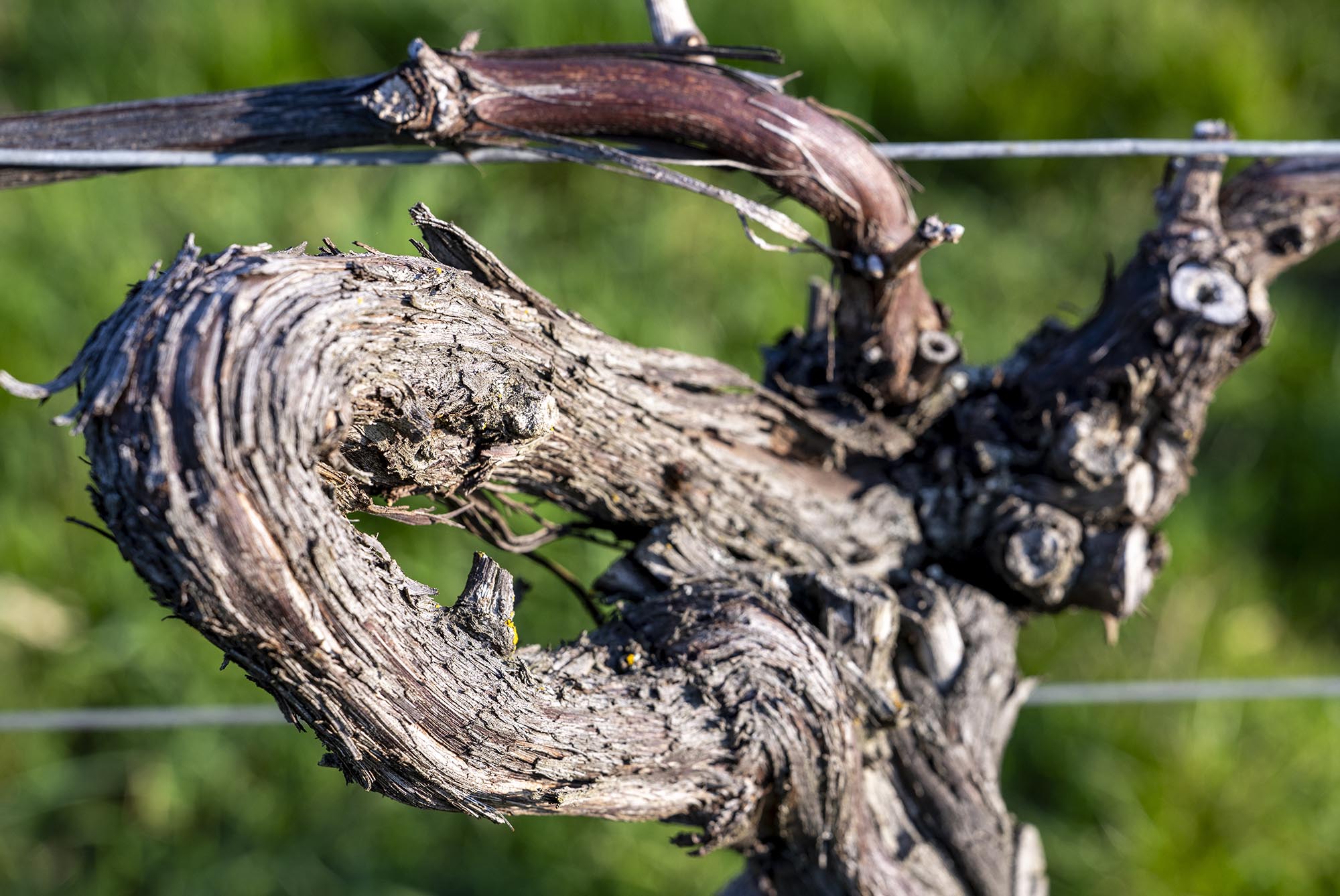 Ein Kreis im Weinberg