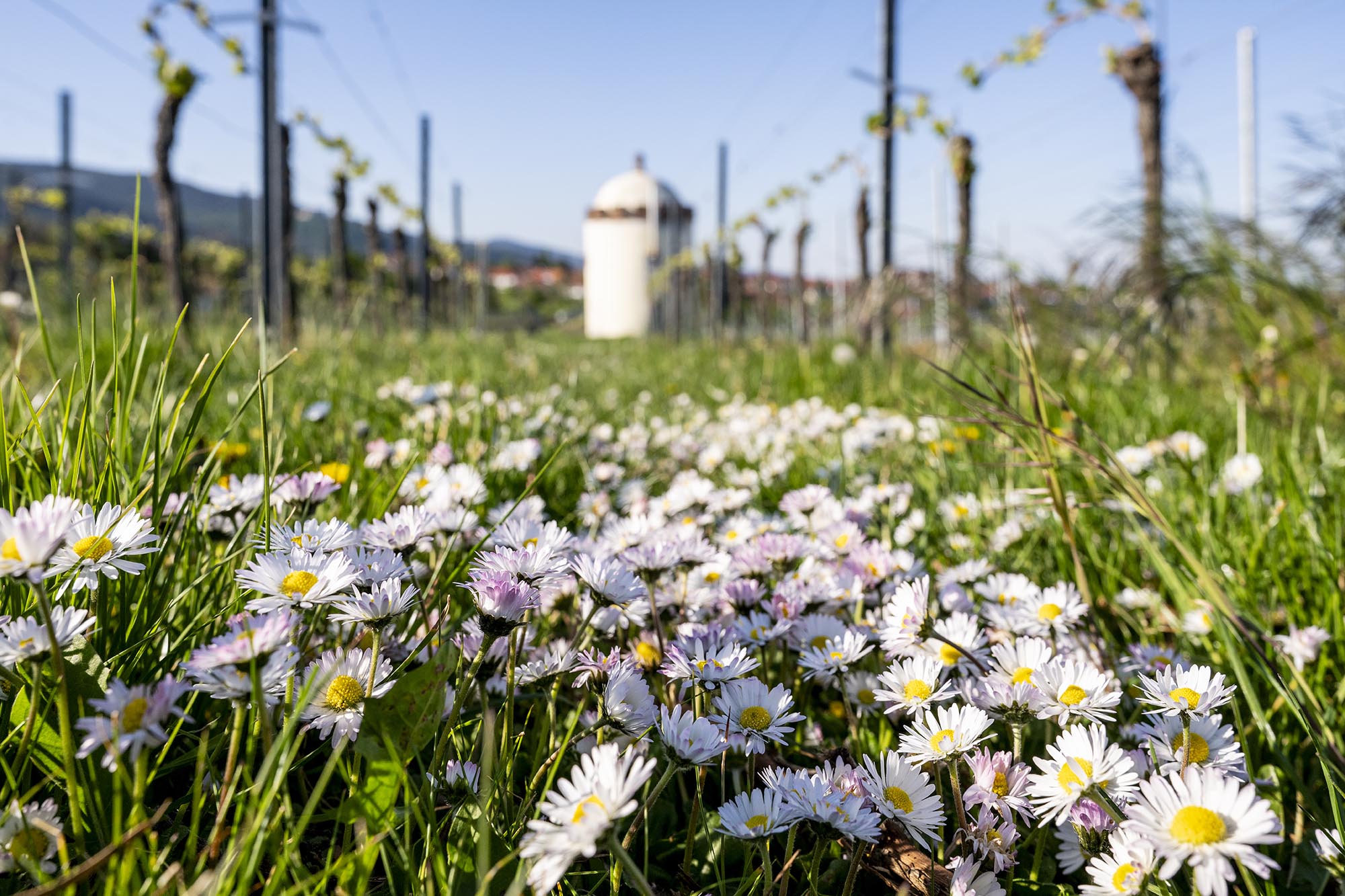 Gänseblümchen vor Weinbergtürmchen