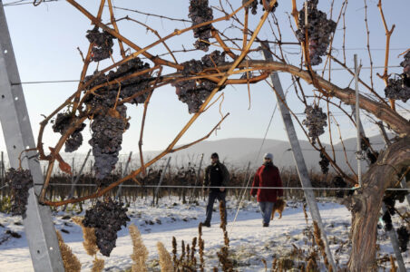 Winterliche Spaziergänger im Weinberg durch verschneiten Rebstock gesehen