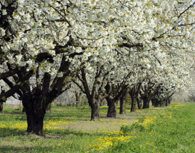 Üppif weiß blühende Kirschbäume auf saftig grüner wiese mit gelbem Löwenzahn