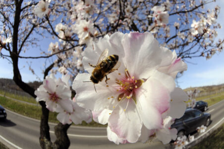 Großaufnahme Bien in Mandelblüte an einem Baum vor einer Straße