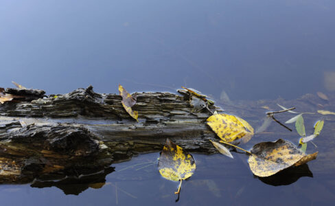 Gelbgefleckte Herbstblätter und ein morsches Holzstück im dunkelblauen Wasser