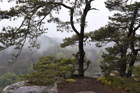 Bäume auf dem Rötzenfelsen bei Regenwetter mit Blick über den Wald
