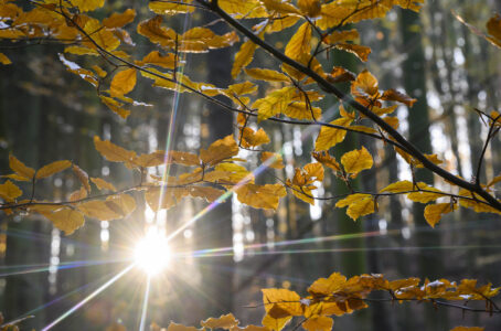 Sonne scheint im Gegenlicht durch Herbstbäume