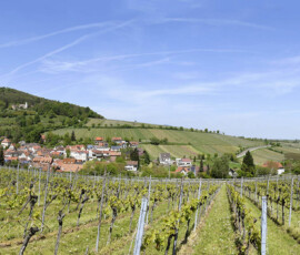 Panoramaansicht aus dem Weinberg im Frühling