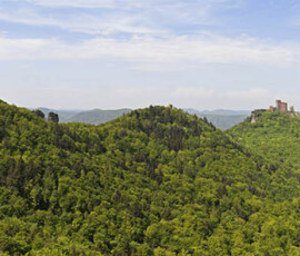 Panoramaansicht über den Pfälzer Wald