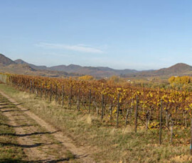 Panormaansicht aus dem herbstlichen Weinberg