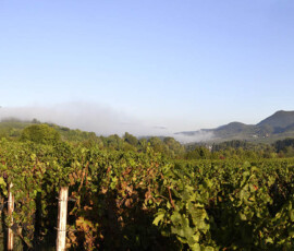 Panoramafoto aus dem Weinberg