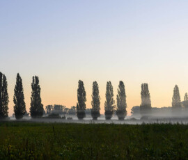 Panorama von beginnender Morgenröte hinter Baumallee mit Nebelschwaden im Vordergrund