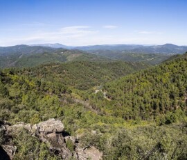 Panoramafoto über die von Wald bedeckten Cevennen